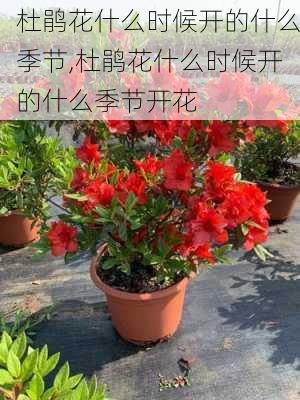 杜鹃花什么时候开的什么季节,杜鹃花什么时候开的什么季节开花