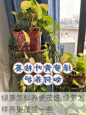 绿萝怎样养更茂盛,绿萝怎样养更茂盛一些