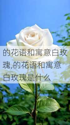 的花语和寓意白玫瑰,的花语和寓意白玫瑰是什么