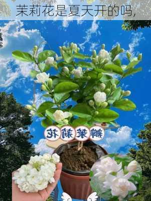 茉莉花是夏天开的吗,