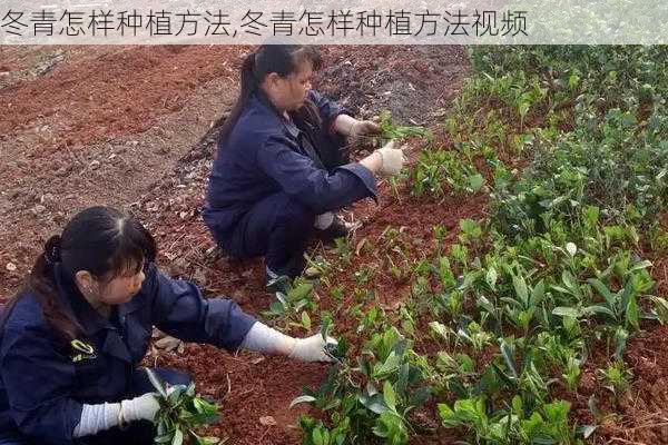 冬青怎样种植方法,冬青怎样种植方法视频