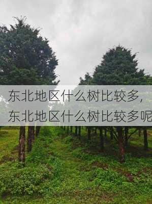 东北地区什么树比较多,东北地区什么树比较多呢