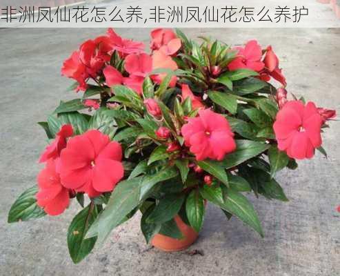 非洲凤仙花怎么养,非洲凤仙花怎么养护