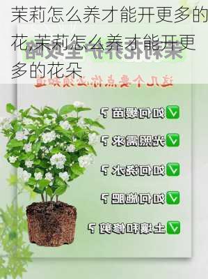 茉莉怎么养才能开更多的花,茉莉怎么养才能开更多的花朵