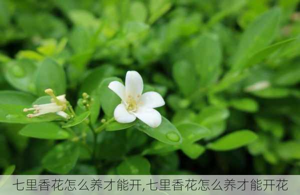 七里香花怎么养才能开,七里香花怎么养才能开花