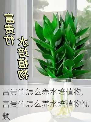 富贵竹怎么养水培植物,富贵竹怎么养水培植物视频