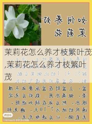 茉莉花怎么养才枝繁叶茂,茉莉花怎么养才枝繁叶茂