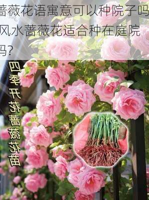 蔷薇花语寓意可以种院子吗,风水蔷薇花适合种在庭院吗?