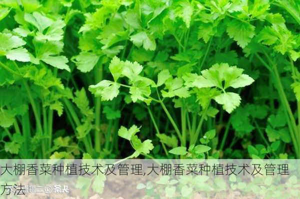 大棚香菜种植技术及管理,大棚香菜种植技术及管理方法