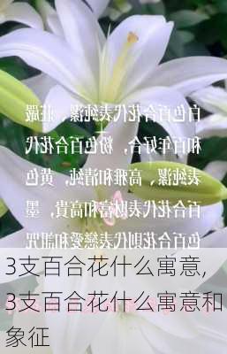 3支百合花什么寓意,3支百合花什么寓意和象征