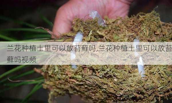 兰花种植土里可以放苔藓吗,兰花种植土里可以放苔藓吗视频