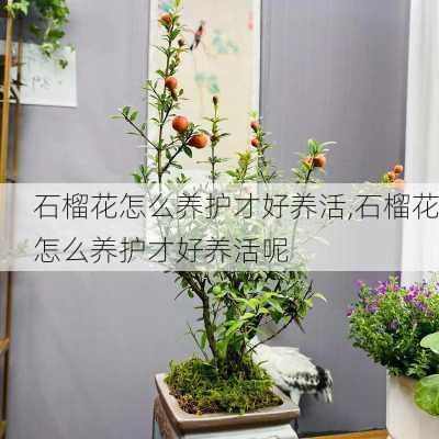 石榴花怎么养护才好养活,石榴花怎么养护才好养活呢