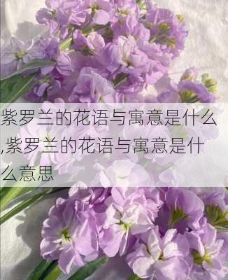 紫罗兰的花语与寓意是什么,紫罗兰的花语与寓意是什么意思