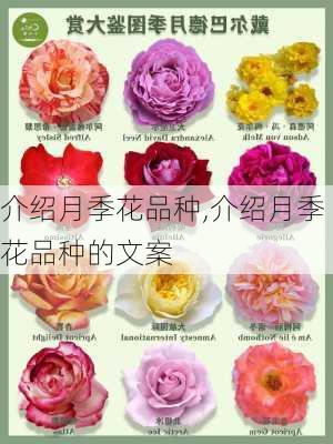 介绍月季花品种,介绍月季花品种的文案