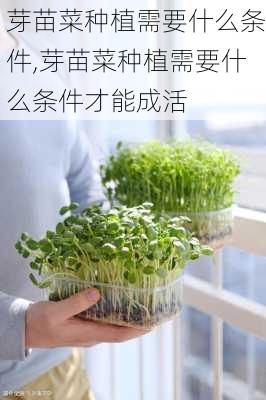 芽苗菜种植需要什么条件,芽苗菜种植需要什么条件才能成活