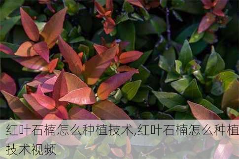 红叶石楠怎么种植技术,红叶石楠怎么种植技术视频