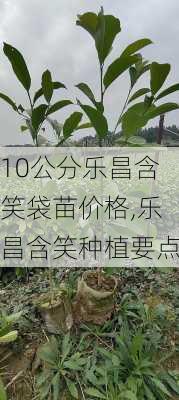 10公分乐昌含笑袋苗价格,乐昌含笑种植要点