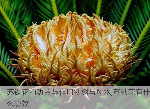 苏铁花的功效与作用铁树与风水,苏铁花有什么功效