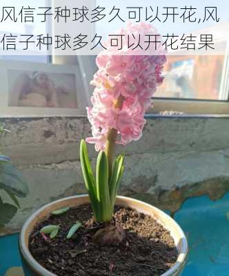 风信子种球多久可以开花,风信子种球多久可以开花结果