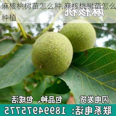 麻核桃树苗怎么种,麻核桃树苗怎么种植