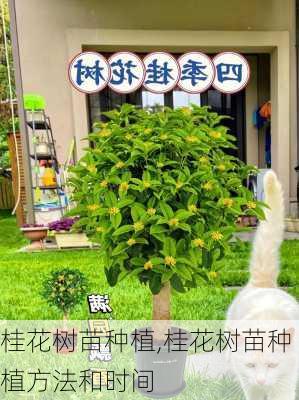 桂花树苗种植,桂花树苗种植方法和时间