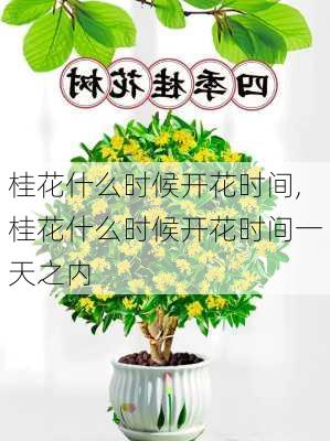 桂花什么时候开花时间,桂花什么时候开花时间一天之内