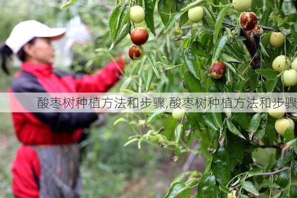 酸枣树种植方法和步骤,酸枣树种植方法和步骤