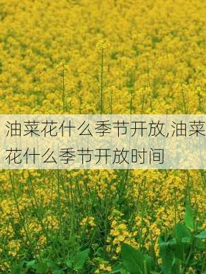 油菜花什么季节开放,油菜花什么季节开放时间