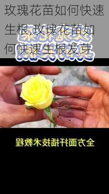 玫瑰花苗如何快速生根,玫瑰花苗如何快速生根发芽