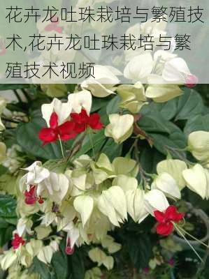 花卉龙吐珠栽培与繁殖技术,花卉龙吐珠栽培与繁殖技术视频