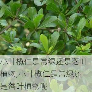 小叶榄仁是常绿还是落叶植物,小叶榄仁是常绿还是落叶植物呢