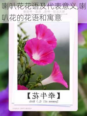 喇叭花花语及代表意义,喇叭花的花语和寓意