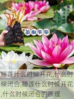 睡莲什么时候开花,什么时候闭合,睡莲什么时候开花,什么时候闭合的原理