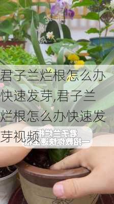 君子兰烂根怎么办快速发芽,君子兰烂根怎么办快速发芽视频