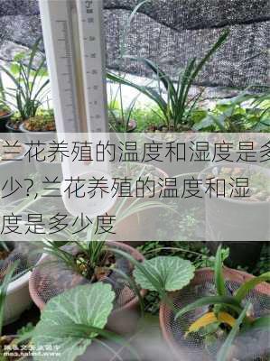 兰花养殖的温度和湿度是多少?,兰花养殖的温度和湿度是多少度