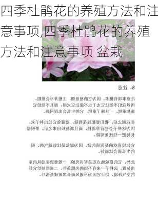 四季杜鹃花的养殖方法和注意事项,四季杜鹃花的养殖方法和注意事项 盆栽