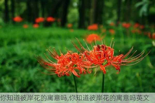 你知道彼岸花的寓意吗,你知道彼岸花的寓意吗英文