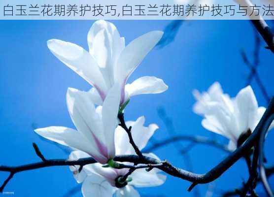 白玉兰花期养护技巧,白玉兰花期养护技巧与方法