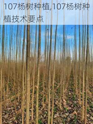 107杨树种植,107杨树种植技术要点