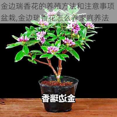 金边瑞香花的养殖方法和注意事项 盆栽,金边瑞香花怎么养家庭养法