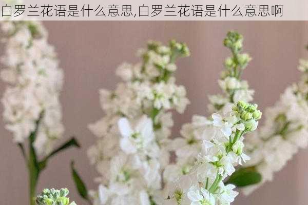 白罗兰花语是什么意思,白罗兰花语是什么意思啊