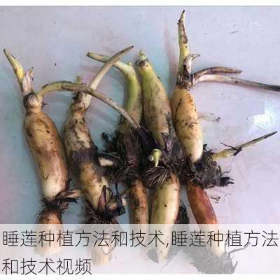 睡莲种植方法和技术,睡莲种植方法和技术视频