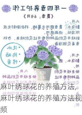 麻叶绣球花的养殖方法,麻叶绣球花的养殖方法视频