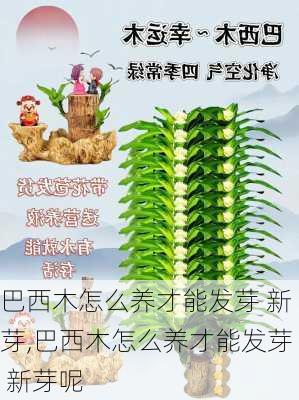 巴西木怎么养才能发芽 新芽,巴西木怎么养才能发芽 新芽呢