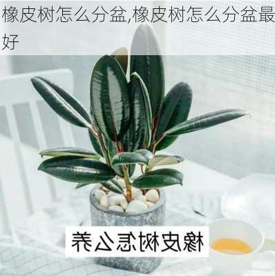 橡皮树怎么分盆,橡皮树怎么分盆最好