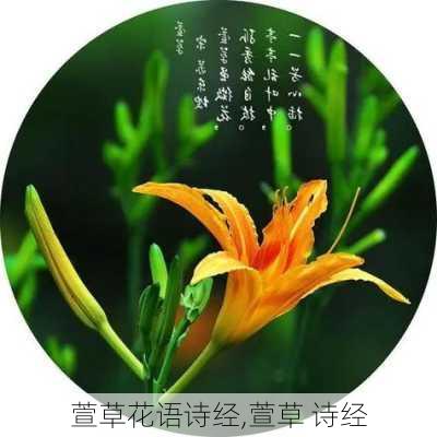 萱草花语诗经,萱草 诗经