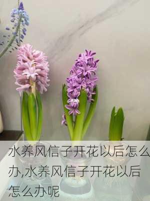 水养风信子开花以后怎么办,水养风信子开花以后怎么办呢