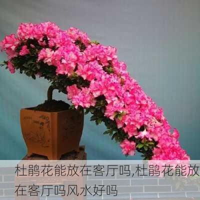 杜鹃花能放在客厅吗,杜鹃花能放在客厅吗风水好吗