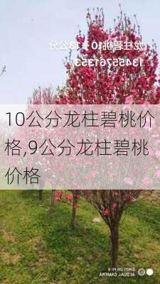 10公分龙柱碧桃价格,9公分龙柱碧桃价格