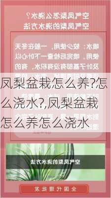 凤梨盆栽怎么养?怎么浇水?,凤梨盆栽怎么养怎么浇水